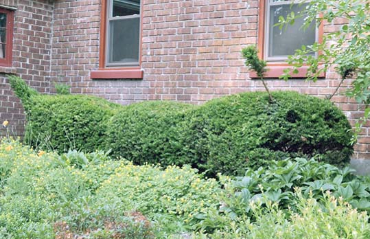 Topiary tips